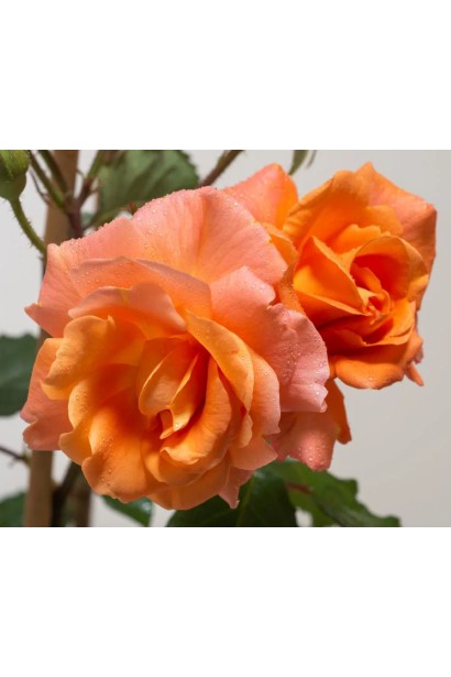 Роза плетистая Вестерленд